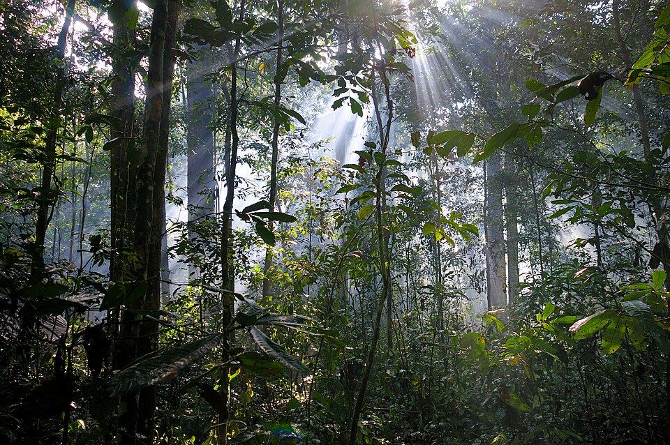 Dzanga-Sangha Special Reserve, Central African Republic