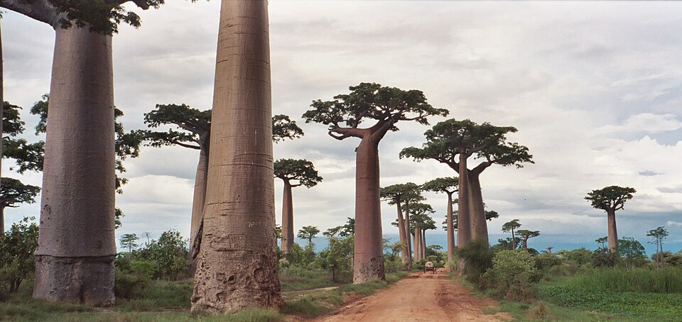 Avenue of the Baobabs, Madagascar